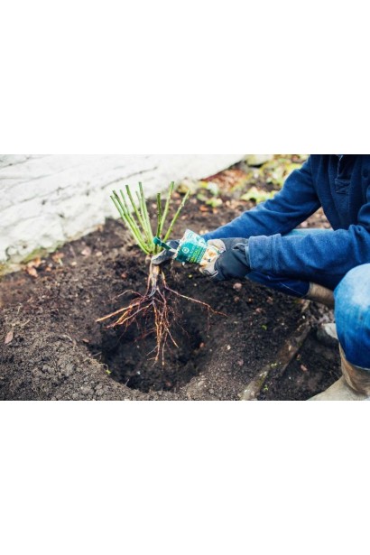 Посадка Троянди великоквіткової